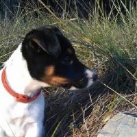 Jedaï - Jack Russell Terrier (Jack Russell d'Australie)  - Mâle