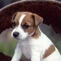 Jazzy - Jack Russell Terrier (Jack Russell d'Australie)  - Mâle