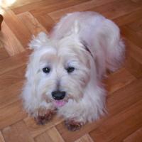 Louloute - West Highland White Terrier (Westie, White Terrier  - Femelle
