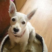 Princesse - West Highland White Terrier (Westie, White Terrier  - Femelle stérilisée