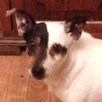 Belette - Jack Russell Terrier (Jack Russell d'Australie)  - Femelle stérilisée