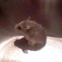 Globulle - Hamster  - Femelle