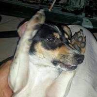 Jelsy - Jack Russell Terrier (Jack Russell d'Australie)  - Femelle