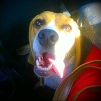 Igloo - Beagle  - Femelle stérilisée