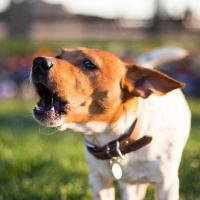 Jocker - Jack Russell Terrier (Jack Russell d'Australie)  - Mâle