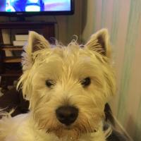 Idefix - West Highland White Terrier (Westie, White Terrier  - Mâle