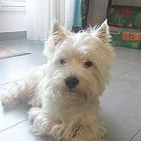 Joe - West Highland White Terrier (Westie, White Terrier  - Mâle