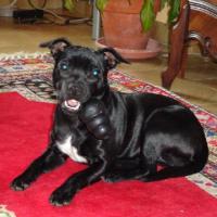 Jayna - Staffordshire Bull Terrier  - Femelle