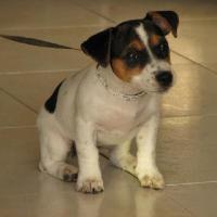 Joyca - Jack Russell Terrier (Jack Russell d'Australie)  - Femelle