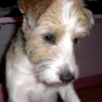 Biscuit - Jack Russell Terrier (Jack Russell d'Australie)  - Mâle castré