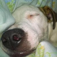 Juke - Jack Russell Terrier (Jack Russell d'Australie)  - Femelle stérilisée