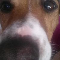 Athena - Jack Russell Terrier (Jack Russell d'Australie)  - Femelle stérilisée