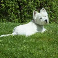 Isis - West Highland White Terrier (Westie, White Terrier  - Femelle