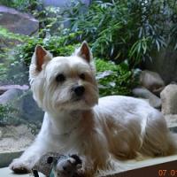 Deejay - West Highland White Terrier (Westie, White Terrier  - Mâle