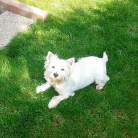 Chipie - West Highland White Terrier (Westie, White Terrier  - Femelle stérilisée