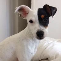 Leelou - Parson Russell Terrier  - Femelle