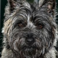 Jazzou - Cairn Terrier  - Mâle