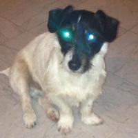Léo - Jack Russell Terrier (Jack Russell d'Australie)  - Mâle castré