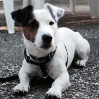 Justy - Jack Russell Terrier (Jack Russell d'Australie)  - Mâle