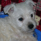 Channa - West Highland White Terrier (Westie, White Terrier  - Femelle