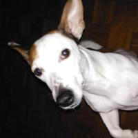 Cocaïne - Jack Russell Terrier (Jack Russell d'Australie)  - Femelle