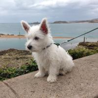 Nala - West Highland White Terrier (Westie, White Terrier  - Femelle