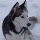 Pachka - Husky Sibérien  - Femelle