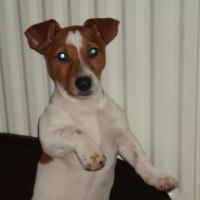 Loustic - Jack Russell Terrier (Jack Russell d'Australie)  - Mâle