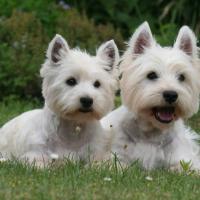 Lexy - West Highland White Terrier (Westie, White Terrier  - Femelle stérilisée