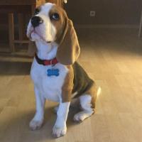 Little biggy - Beagle  - Femelle stérilisée