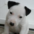 Hayna - Jack Russell Terrier (Jack Russell d'Australie)  - Femelle