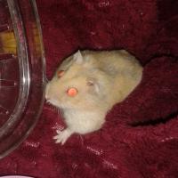 Quenelle (décédée) - Hamster  - Femelle