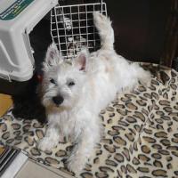 Laydie - West Highland White Terrier (Westie, White Terrier  - Femelle stérilisée