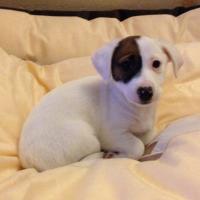 Izzy - Jack Russell Terrier (Jack Russell d'Australie)  - Femelle stérilisée