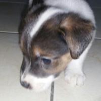 Cooky - Jack Russell Terrier (Jack Russell d'Australie)  - Mâle