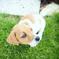 Max - Jack Russell Terrier (Jack Russell d'Australie)  - Mâle