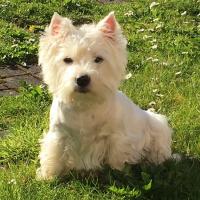Gribouilli - West Highland White Terrier (Westie, White Terrier  - Femelle