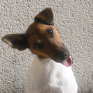 Abby - Fox Terrier  - Femelle