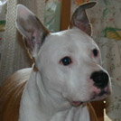 Patch - American Staffordshire Terrier (Staffordshire Terr  - Mâle
