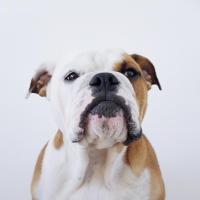 Junior - Bulldog  - Mâle