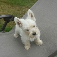 Mister bob - West Highland White Terrier (Westie, White Terrier  - Mâle