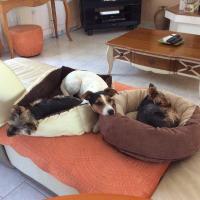 Aubade - Jack Russell Terrier (Jack Russell d'Australie)  - Femelle stérilisée