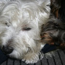 Adock et benji - West Highland White Terrier (Westie, White Terrier  - Mâle
