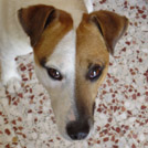 Djack - Jack Russell Terrier (Jack Russell d'Australie)  - Mâle