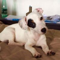Malya - Jack Russell Terrier (Jack Russell d'Australie)  - Femelle