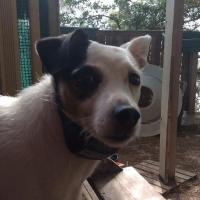 Calypse - Jack Russell Terrier (Jack Russell d'Australie)  - Femelle stérilisée