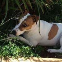 Hermes - Jack Russell Terrier (Jack Russell d'Australie)  - Mâle