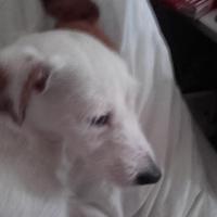 Enora - Jack Russell Terrier (Jack Russell d'Australie)  - Femelle
