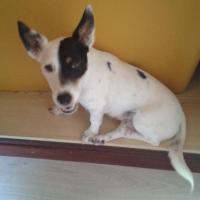 Ylang - Jack Russell Terrier (Jack Russell d'Australie)  - Femelle stérilisée
