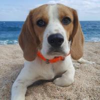 Lucho - Beagle  - Mâle
